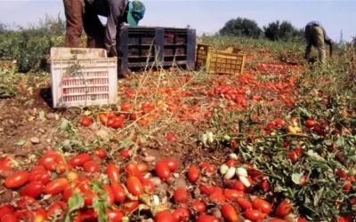 «Caporalato, il ministro del Lavoro convochi il tavolo per arginare il fenomeno»